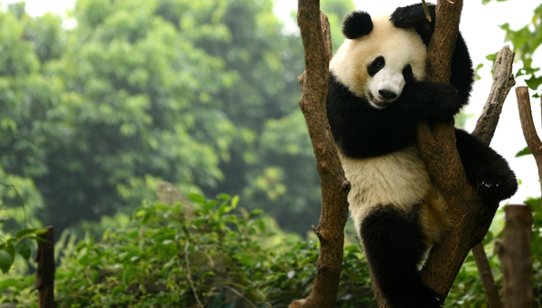 A giant panda bear cub playing in the tree Chengdu, China.
